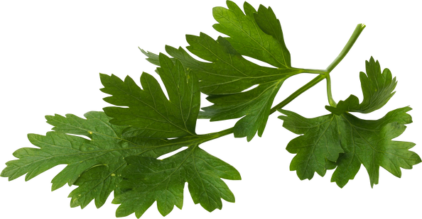 Green Parsley Leaves