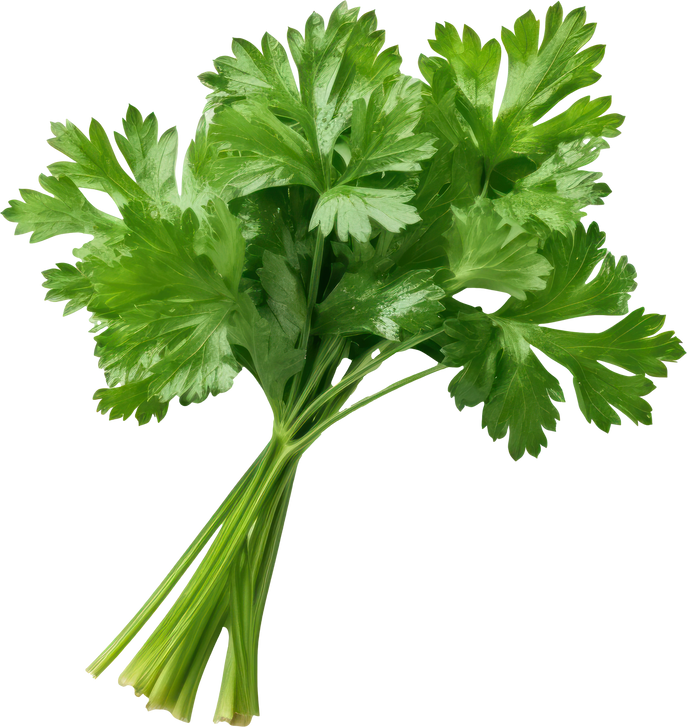 Parsley vegetable isolated.