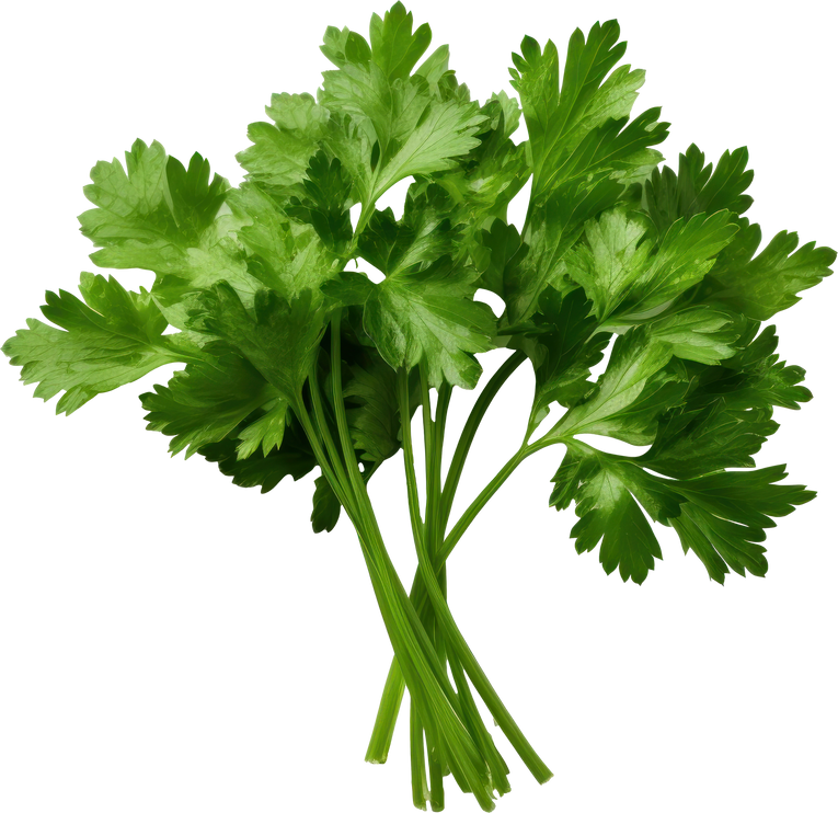 Parsley vegetable isolated.