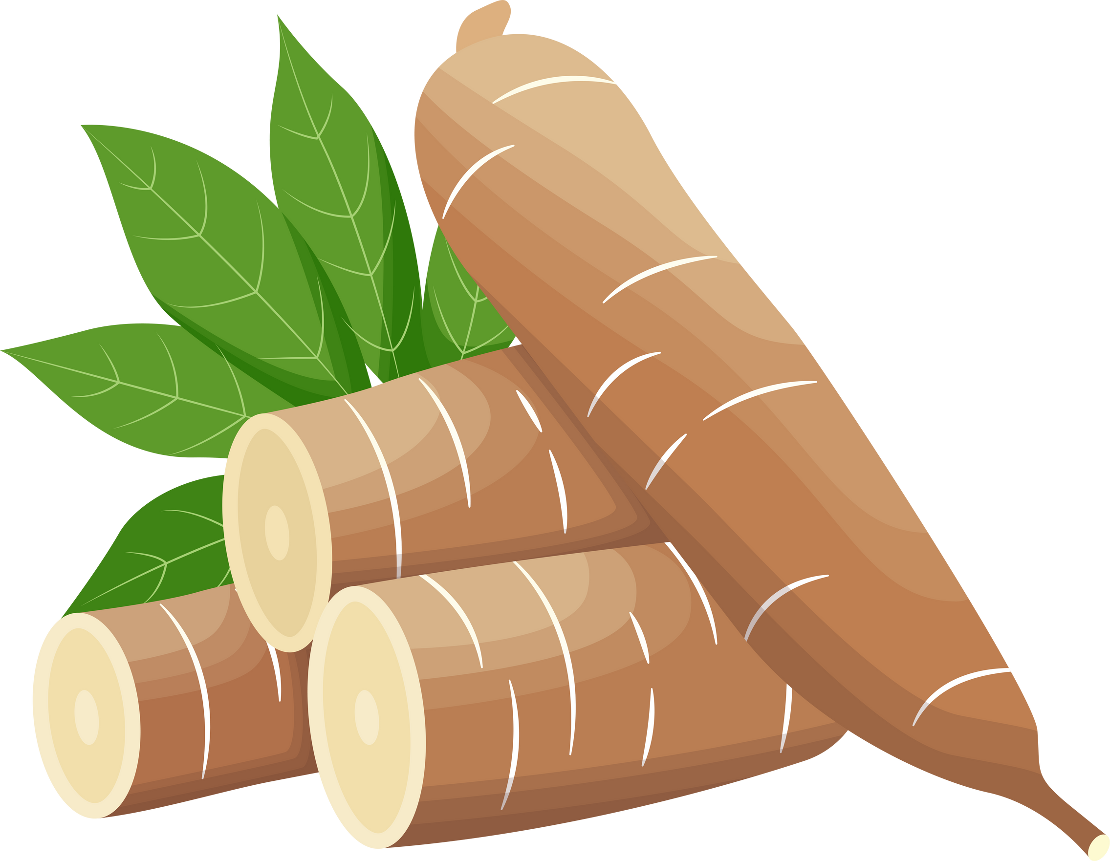 Cassava Slice and Cassava Leaf Illustration